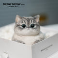 C28:British Shorthair Silver Shaded Mixed Breed Cat