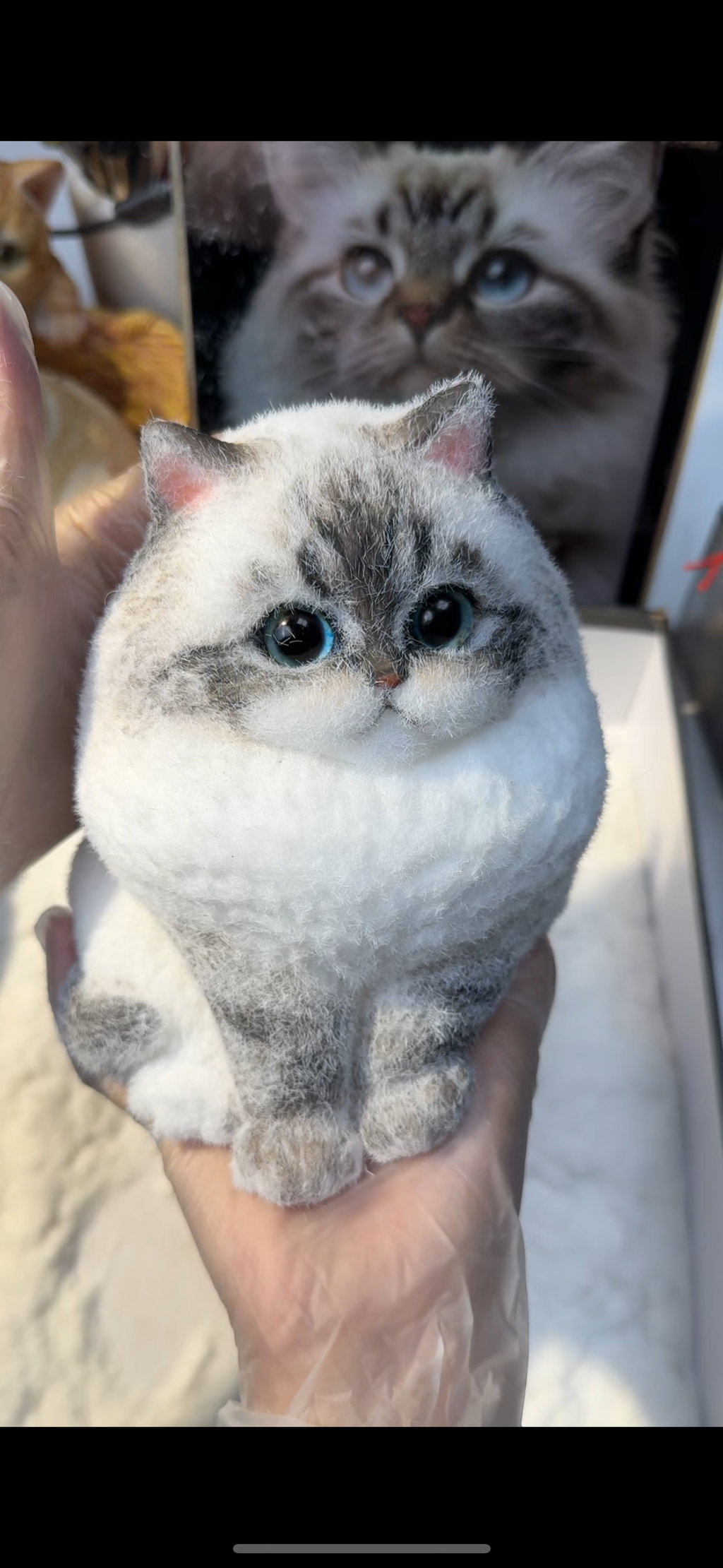A003: Customized Long-haired Cat