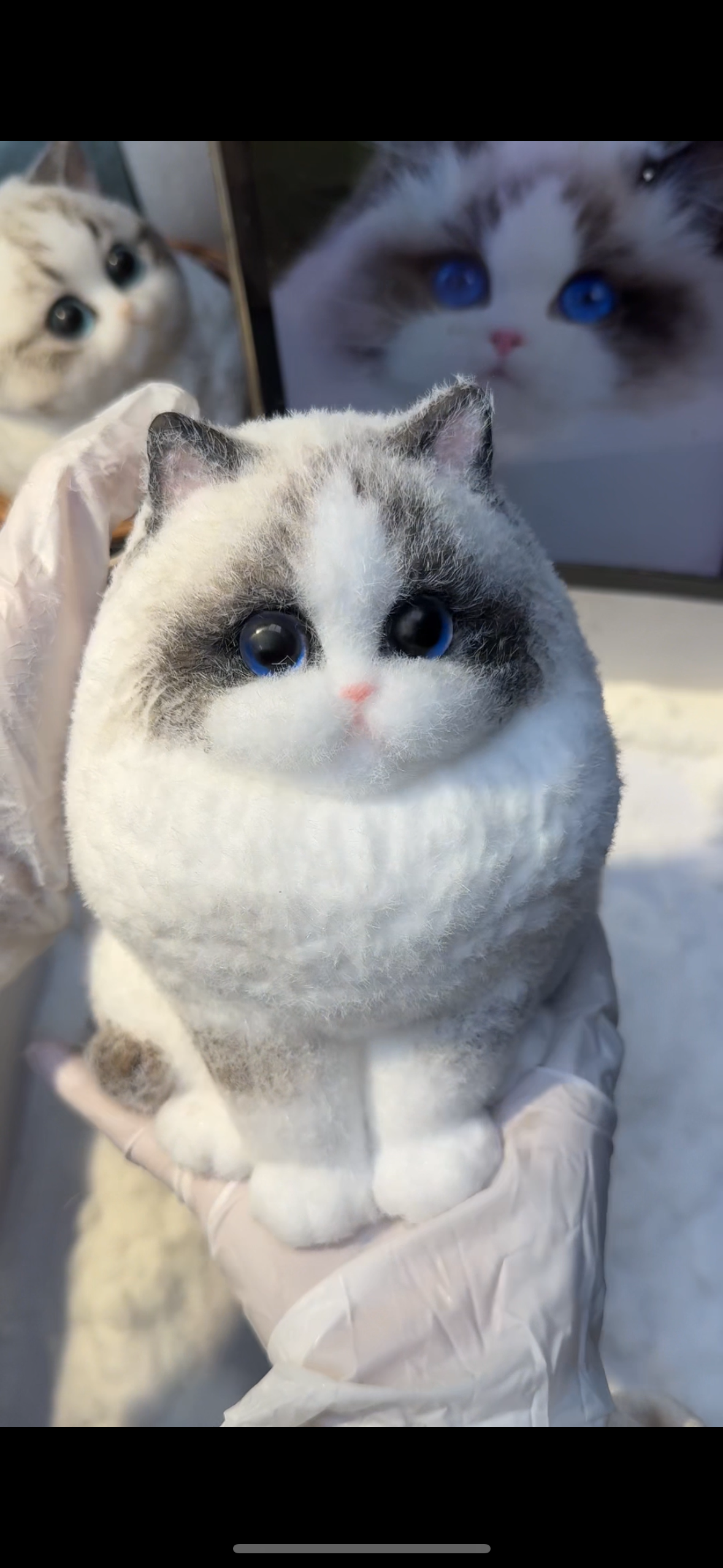 A003: Customized Long-haired Cat