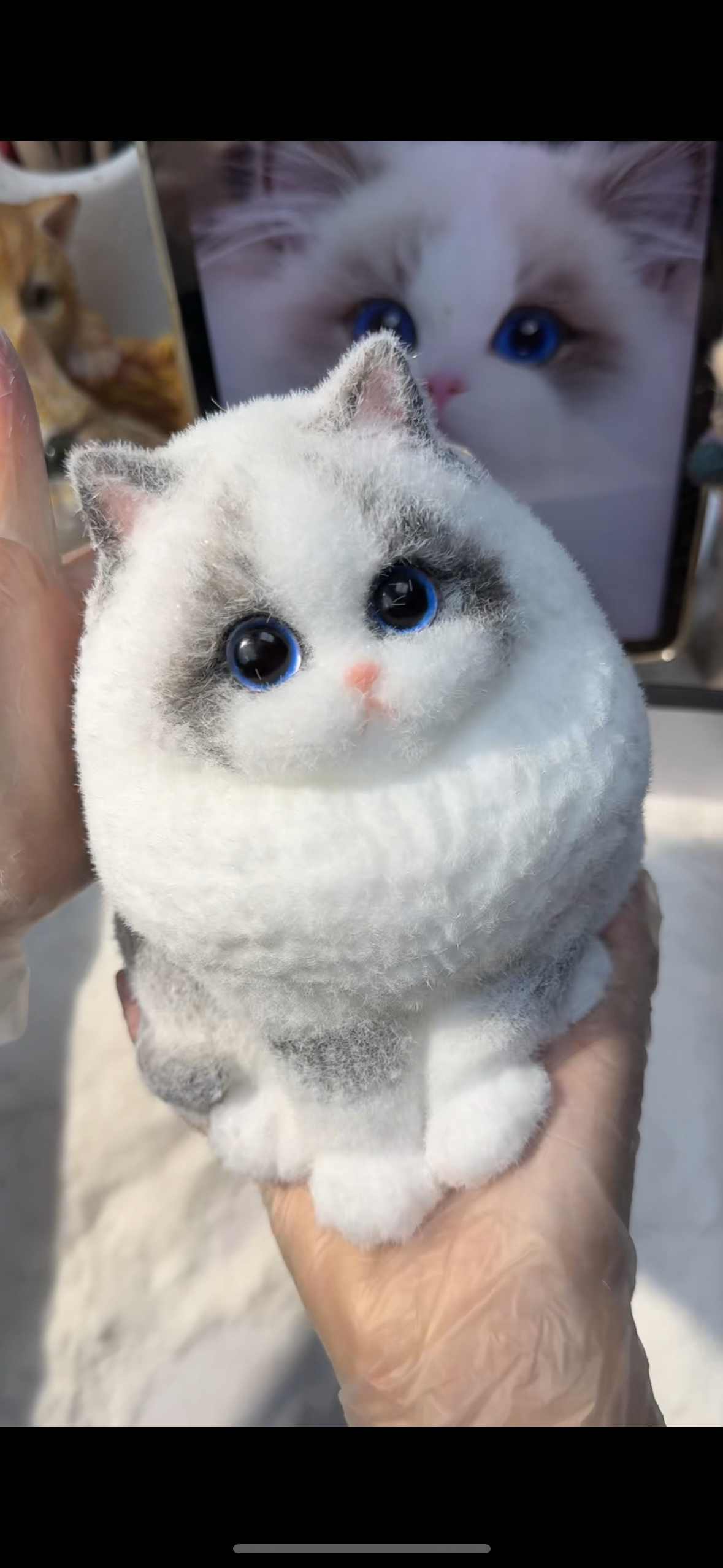 A003: Customized Long-haired Cat