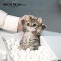 B21:A Soft Yellow-Brown Tabby Kitten
