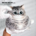 C18:Cute Chubby Black Brown Tabby Cat