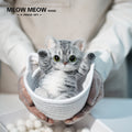 B11:A Tabby Cat With Green Eyes