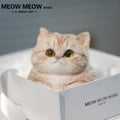 C30:Orange And White Tabby Cat