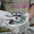 D02:Cute Squishy Schnauzer with A Blue Bow