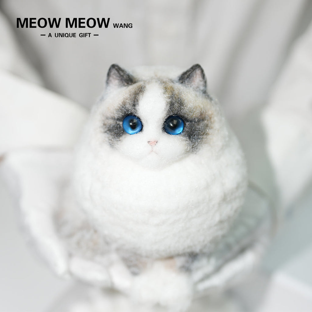 A12:Super Cute Chubby Long-haired Ragdoll Cat