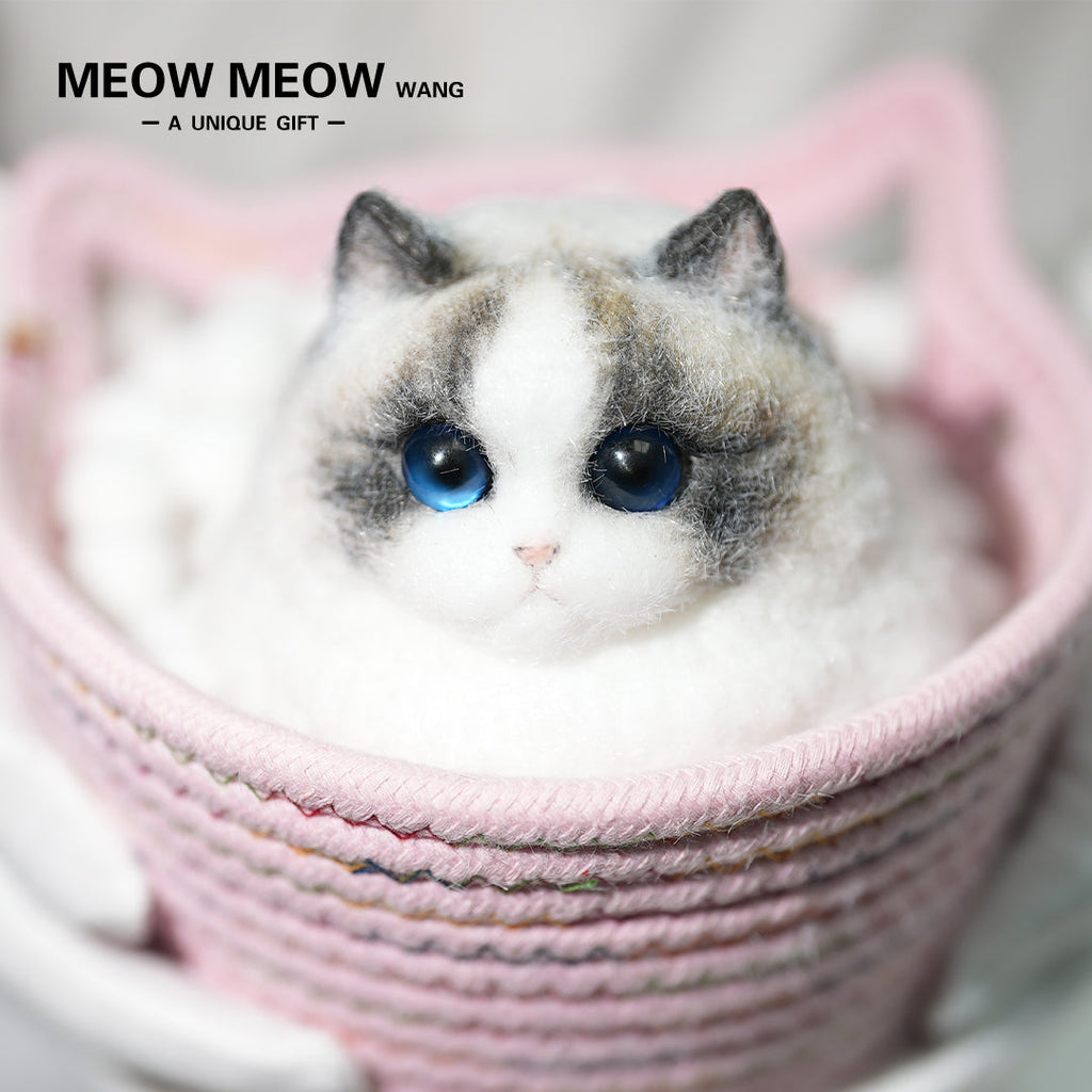 A12:Super Cute Chubby Long-haired Ragdoll Cat