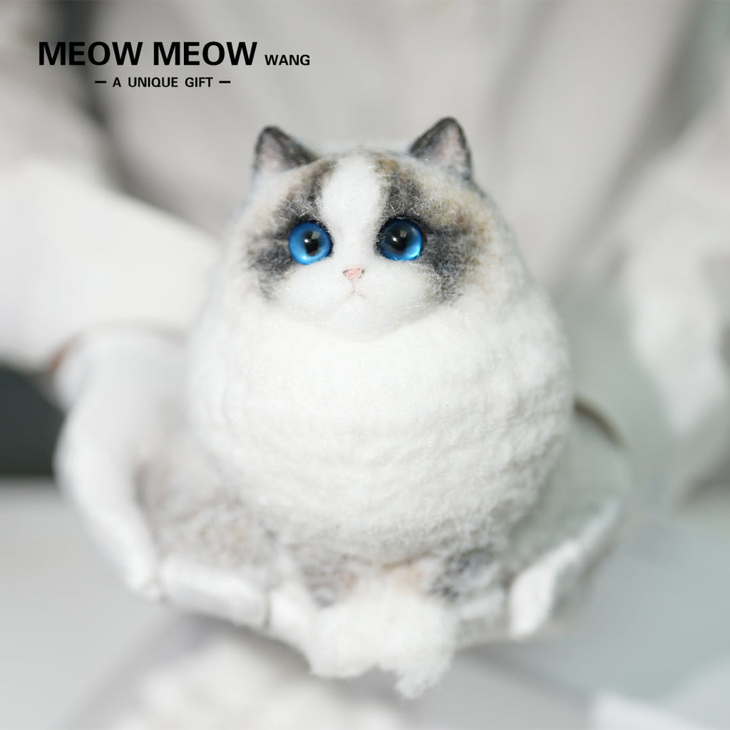 A12:Super Cute Chubby Long-haired Ragdoll Cat